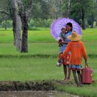 In the Rice Fields