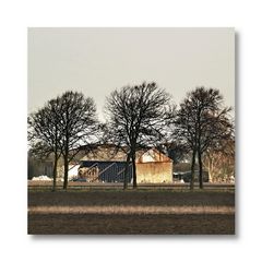 In the right light, at the right time, everything is extraordinary. ...(even the neighbors barn)