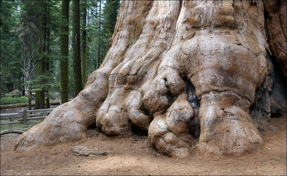 In the sequoia forest