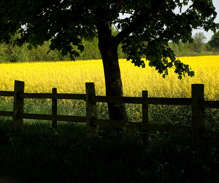 In the Shade.