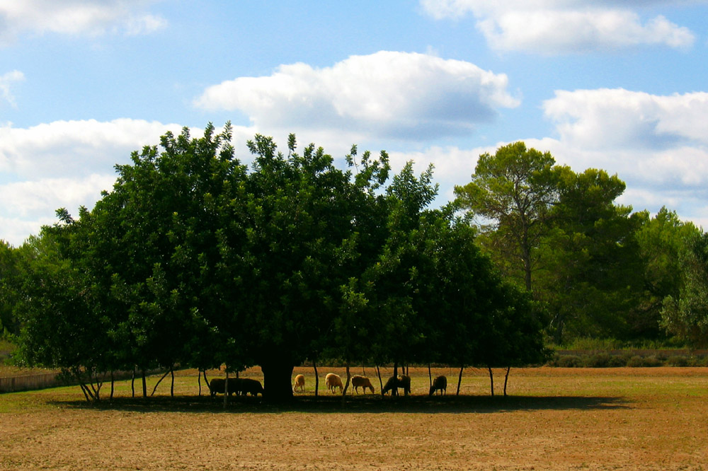 In the shade - Im Schatten