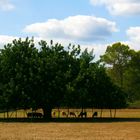 In the shade - Im Schatten