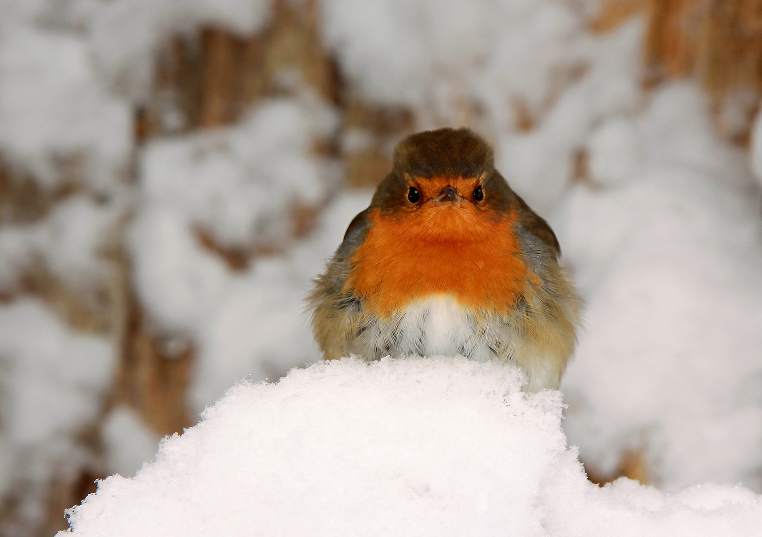 In the snow