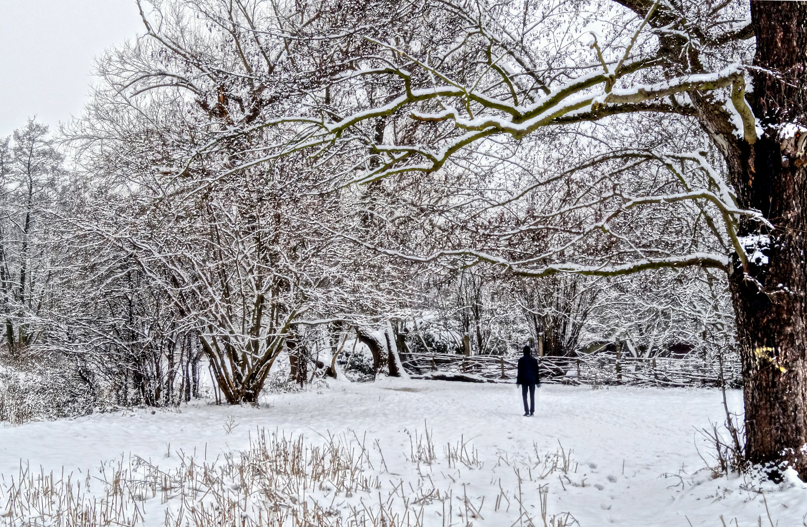 In the snowy forrest