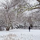 In the snowy forrest