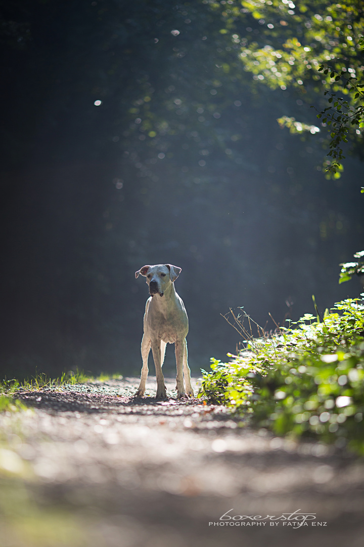 in the spotlight