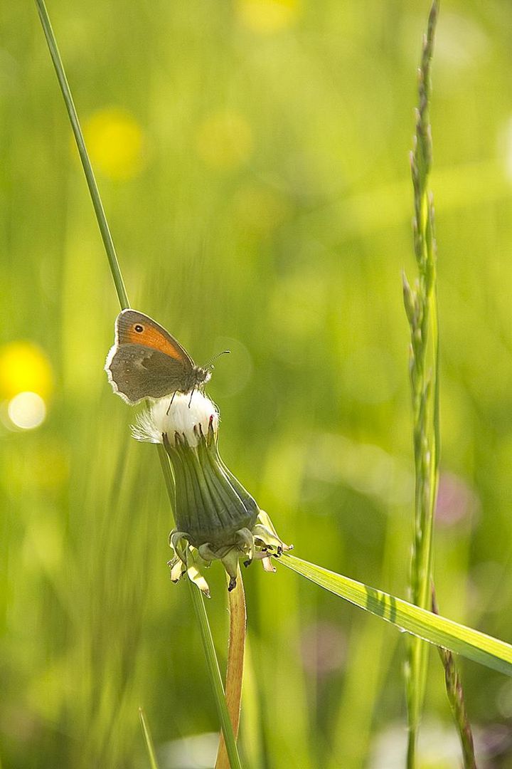 In the sun