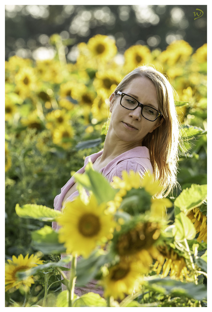 in the sunflower field