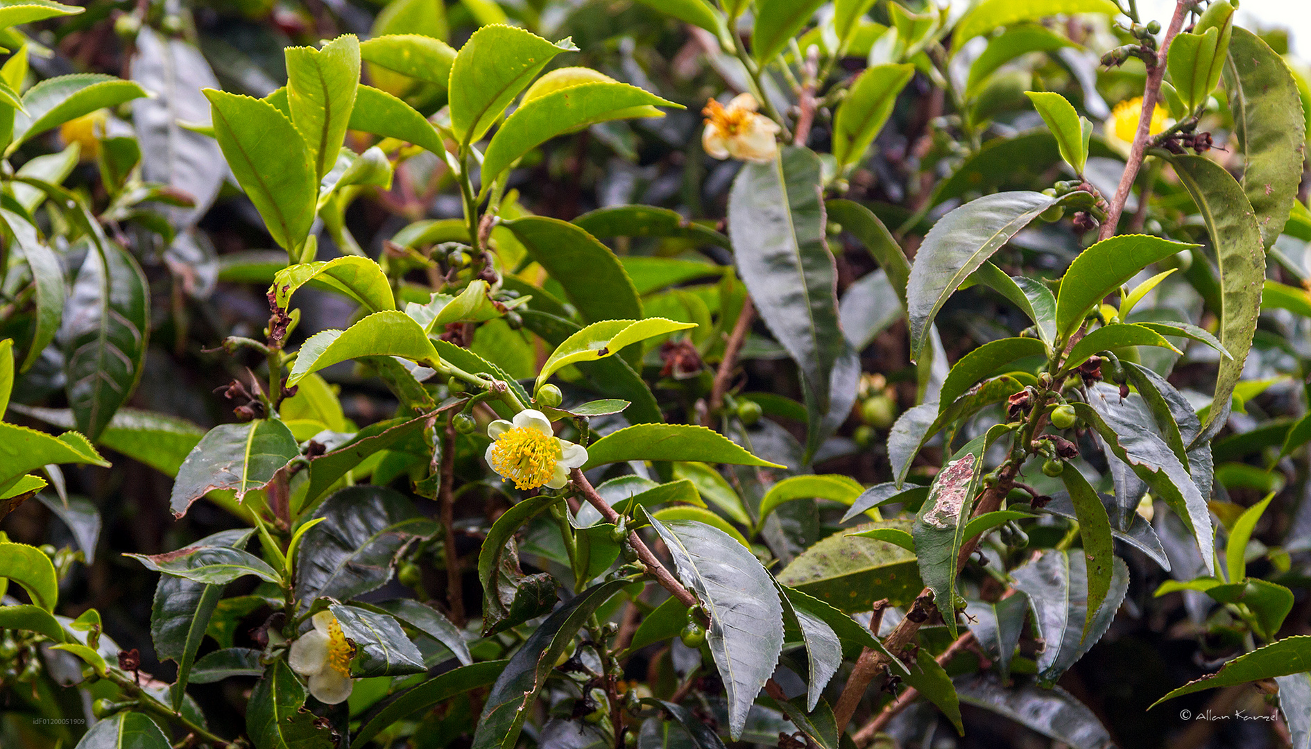 IN THE TEA VALLEY 4 - TEA BUSH