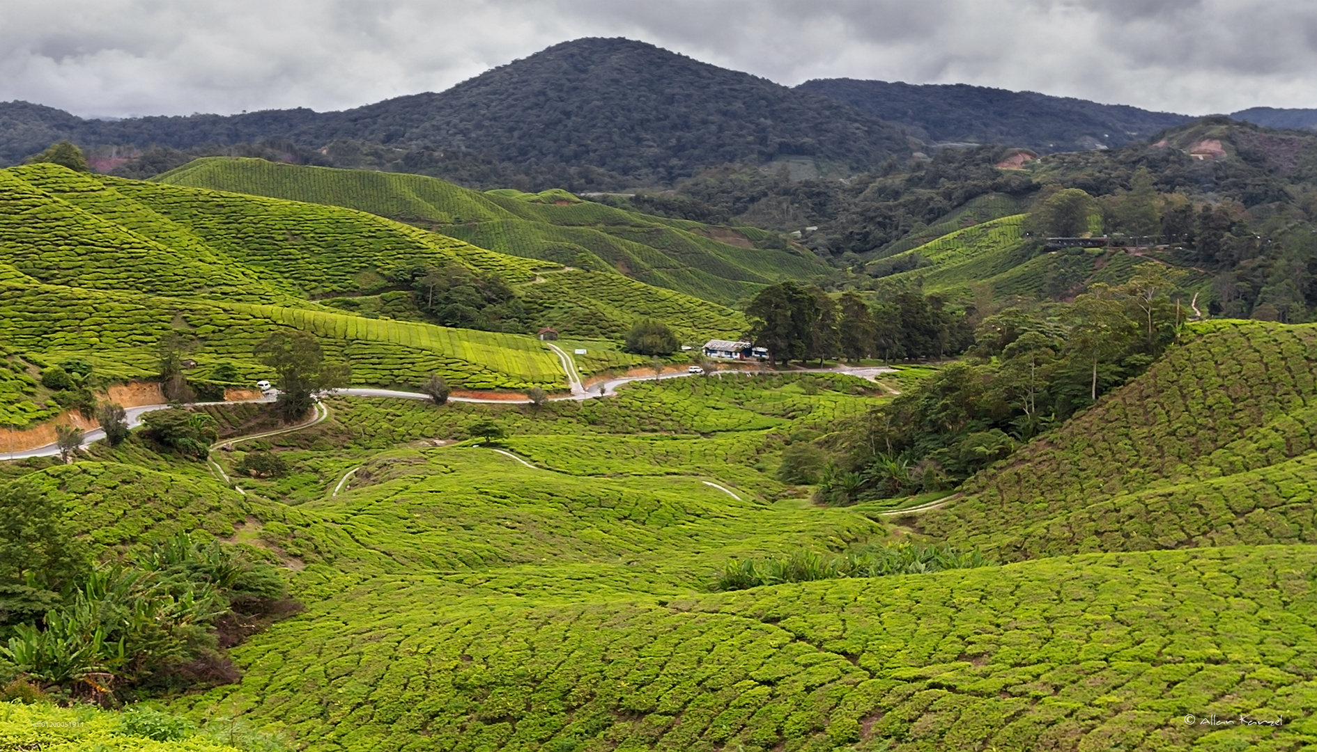 IN THE TEA VALLEY