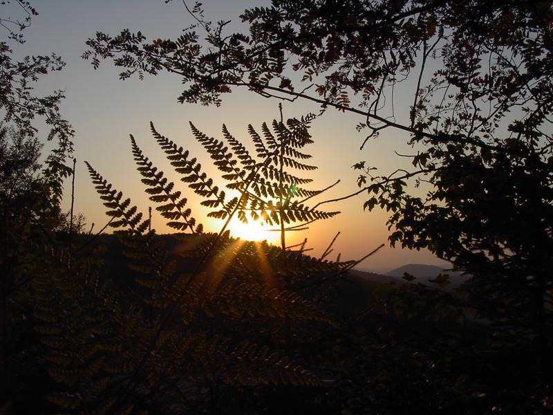 In the Thicket by the Sunset