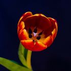 in the tulip