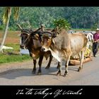 In The Valleys Of Viñales