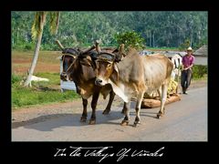 In The Valleys Of Viñales