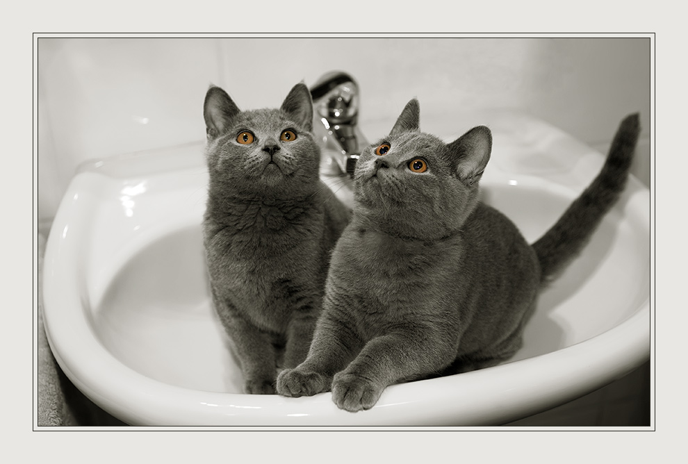 ... in the washbasin ...