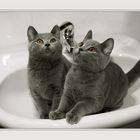 ... in the washbasin ...