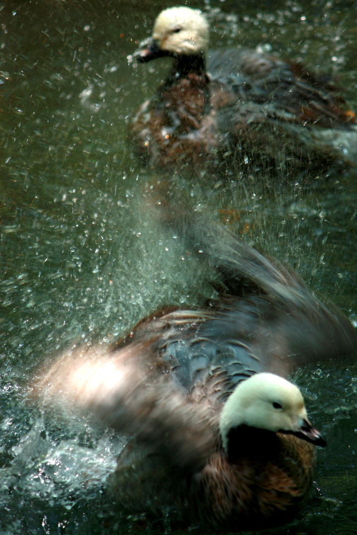 in the water