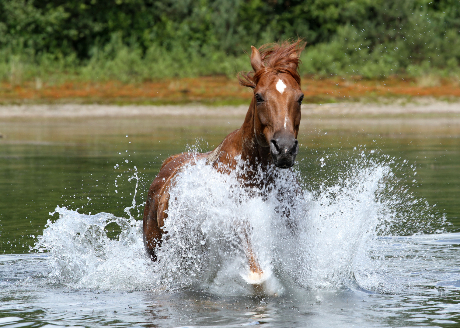 In the Water