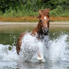 In the Water