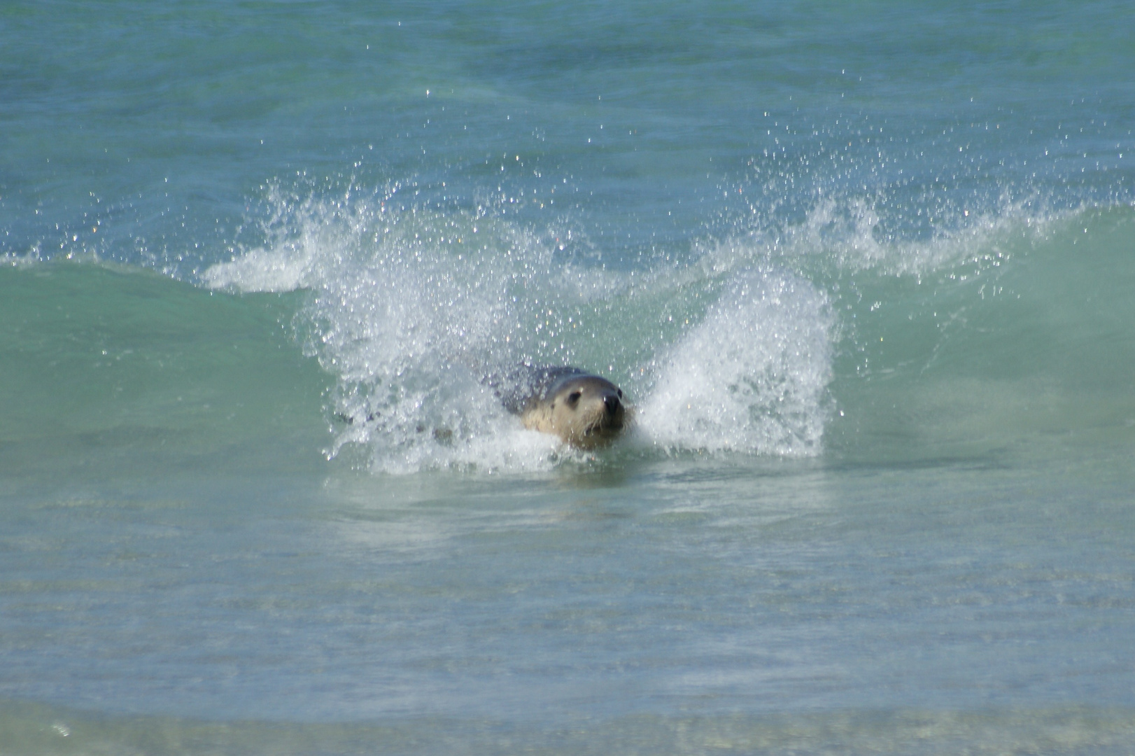 In the Waves...Kangaroo Island