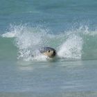 In the Waves...Kangaroo Island