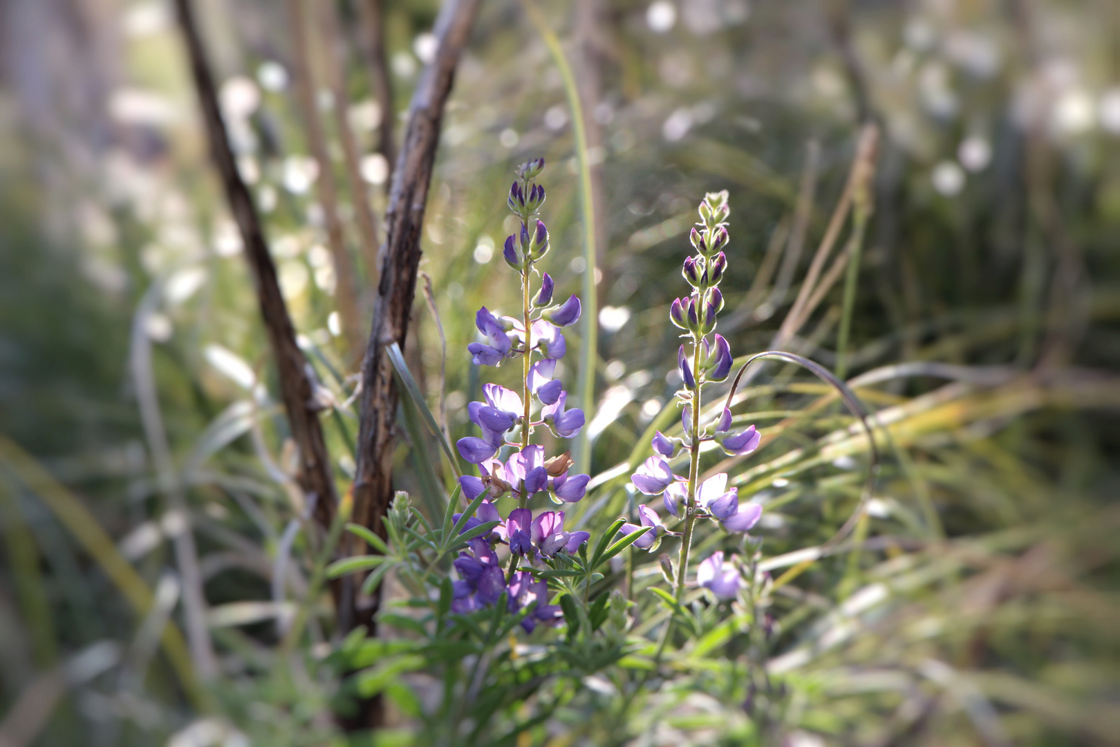 in the wilderness of central Oregon