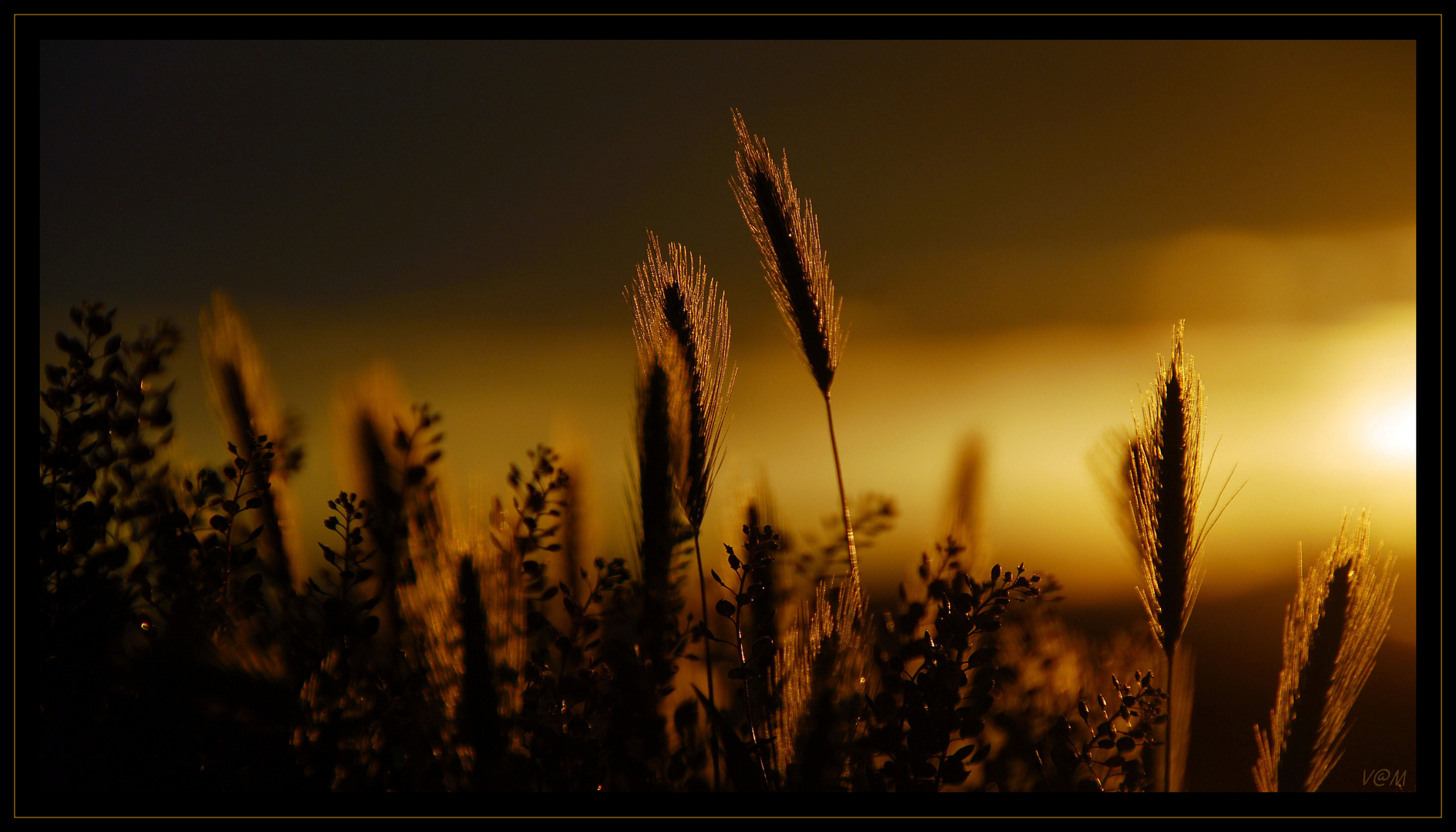 In the wind