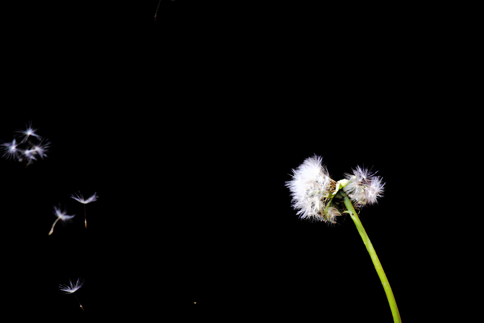 In the Wind