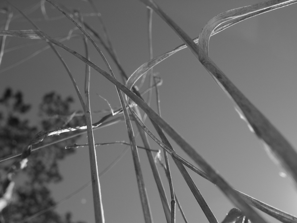 In the wind