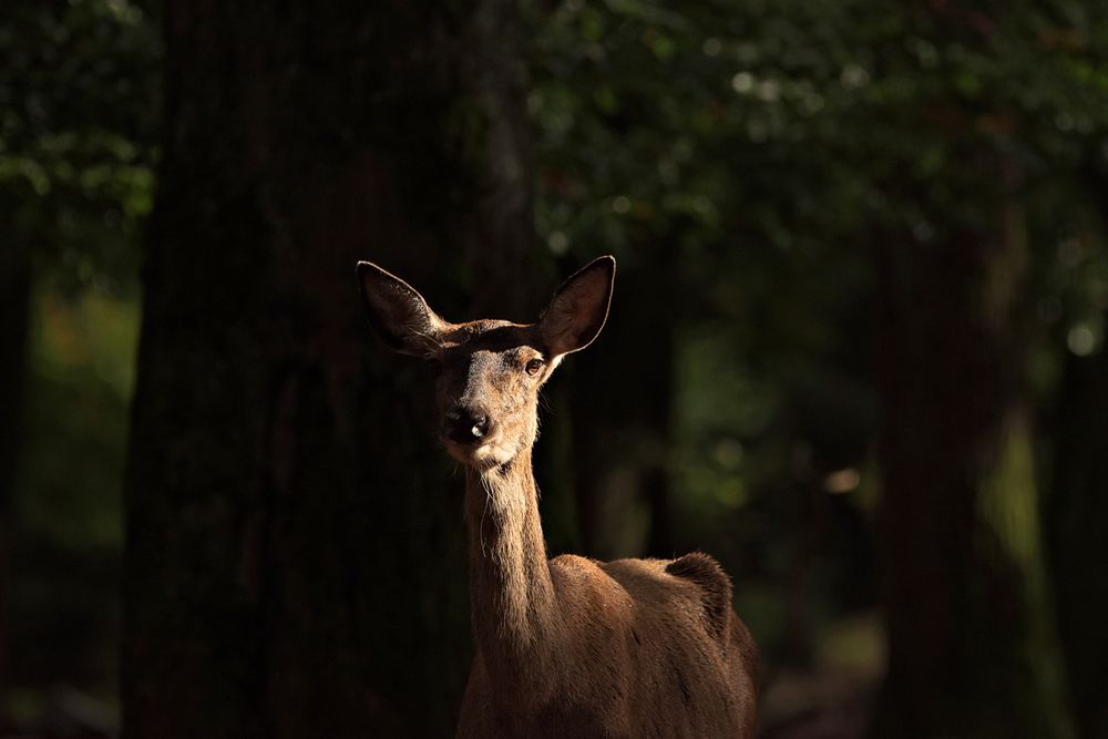 In the woods