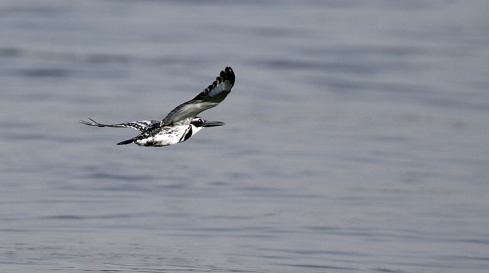 in tiefflug nach beute ausschau halten flog dieser king fisher über den nil