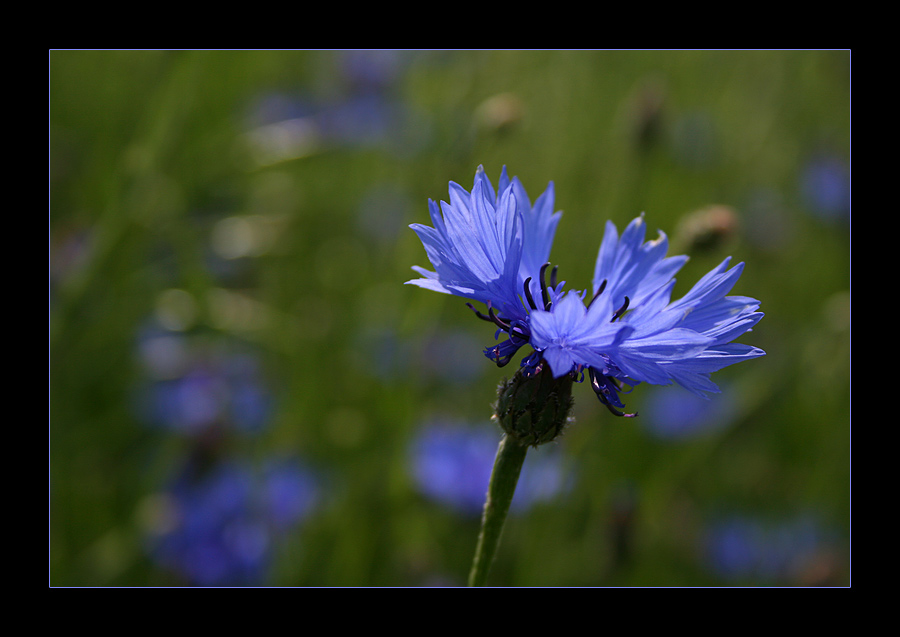 in to the blue...