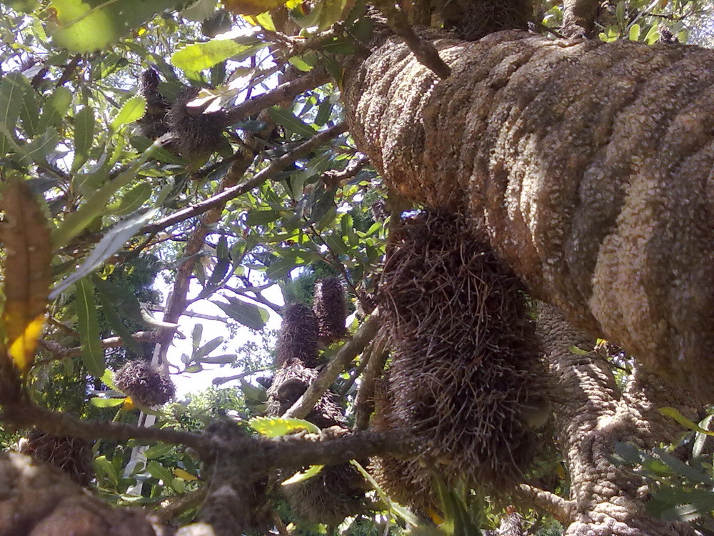 In to the superunknown of Rhinoflora