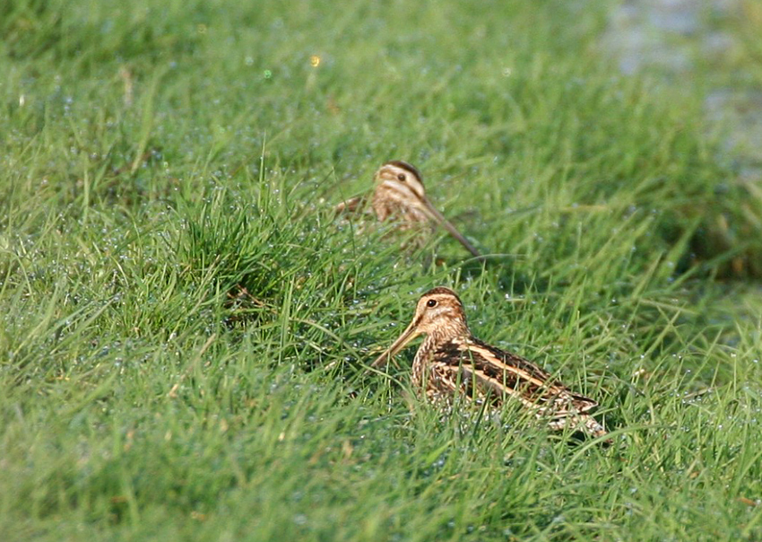 In überdüngter Wiese..