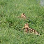 In überdüngter Wiese..