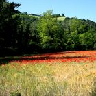 In un campo di grano con papaveri ( da Vi racconto la mia Terra)