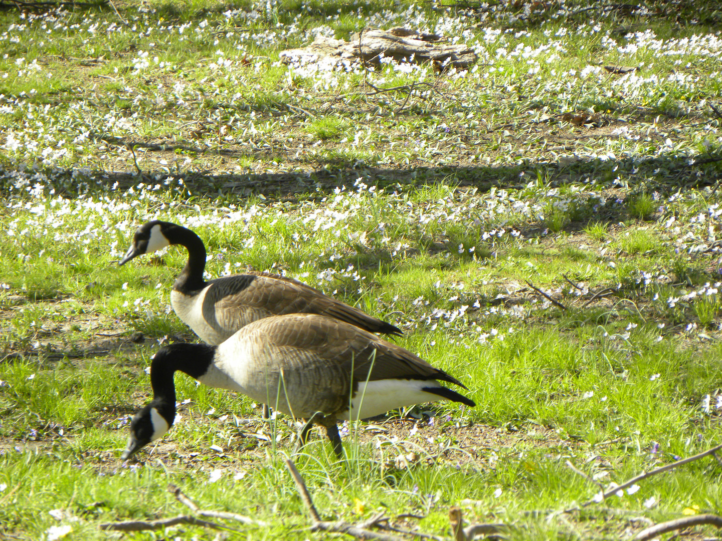 In un parco