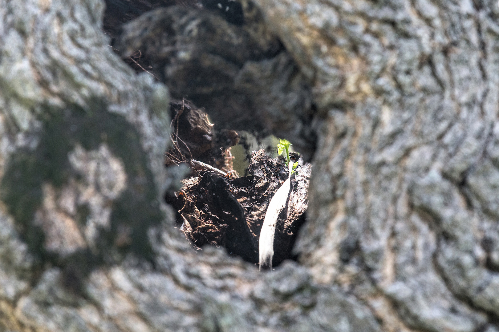 in und durch den hohlen Stamm eines alten Maulbeerbaumes geblickt