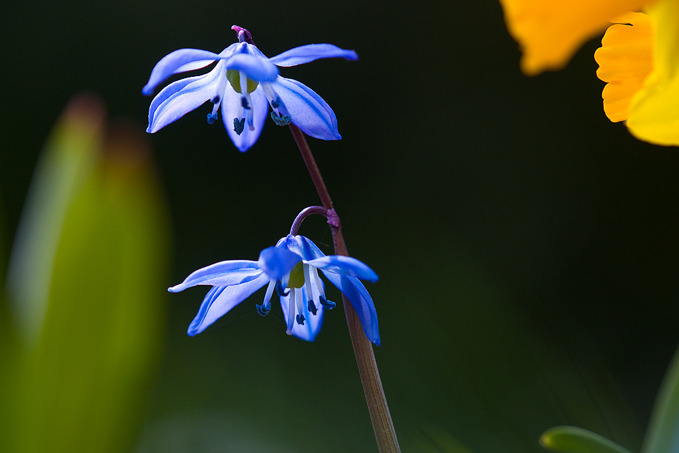 In unserem Frühlingsgarten.