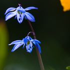 In unserem Frühlingsgarten.