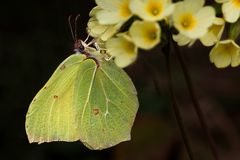 In unserem Frühlingsgarten