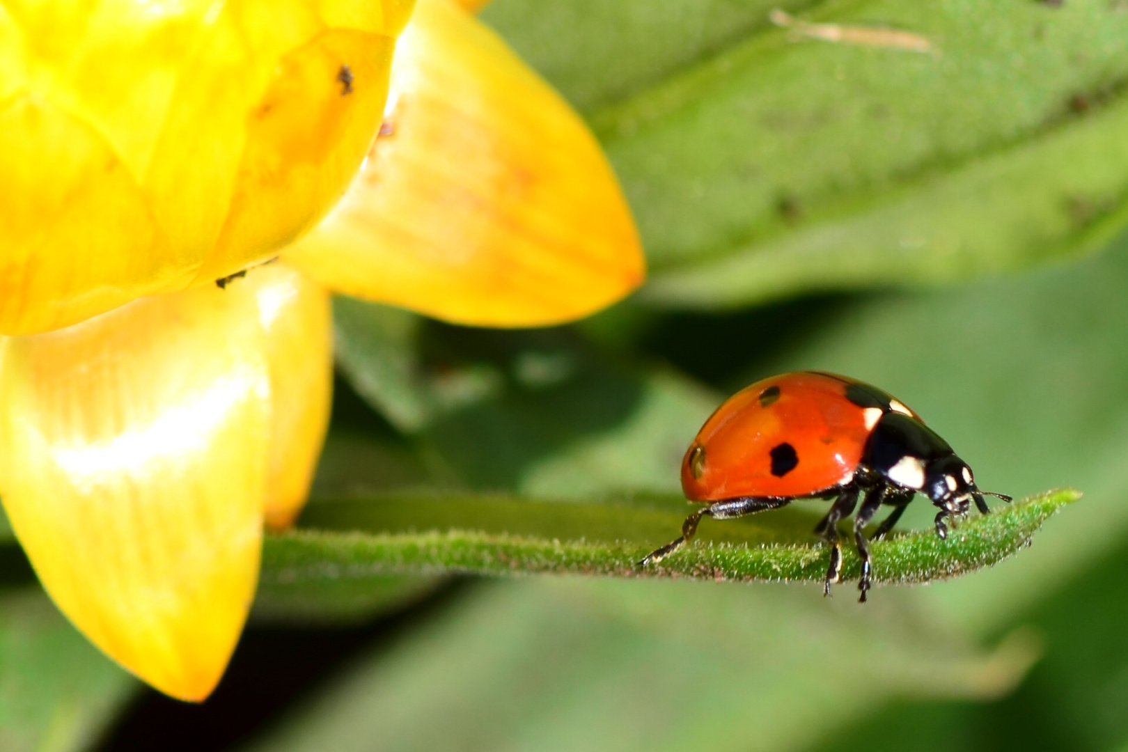 In unserem Garten