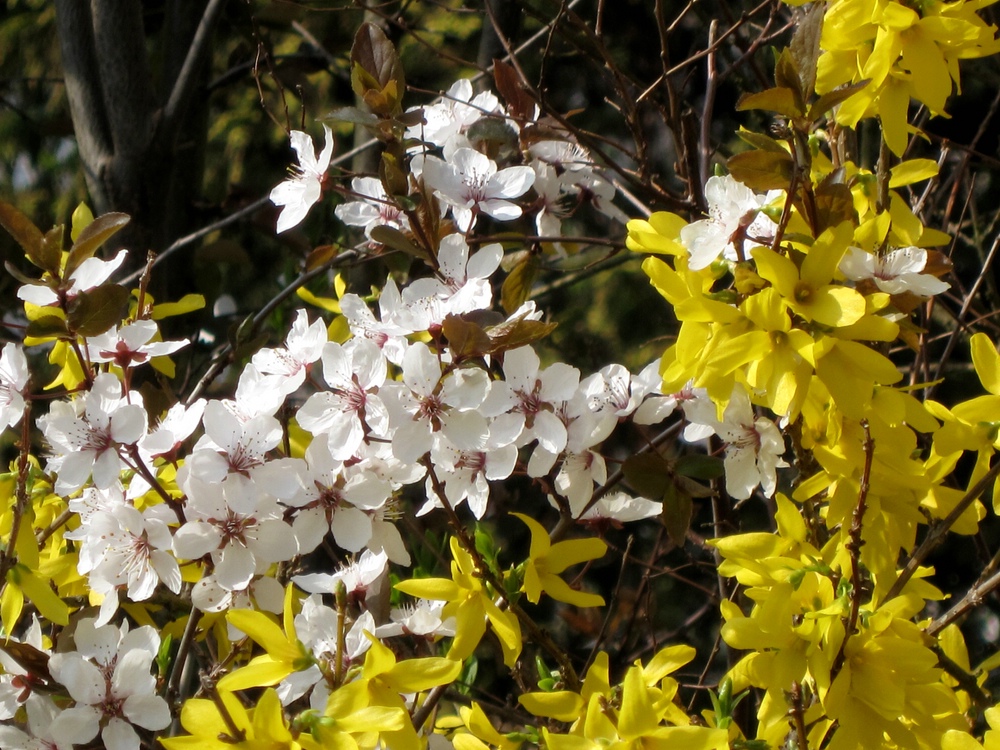 In unserem Garten