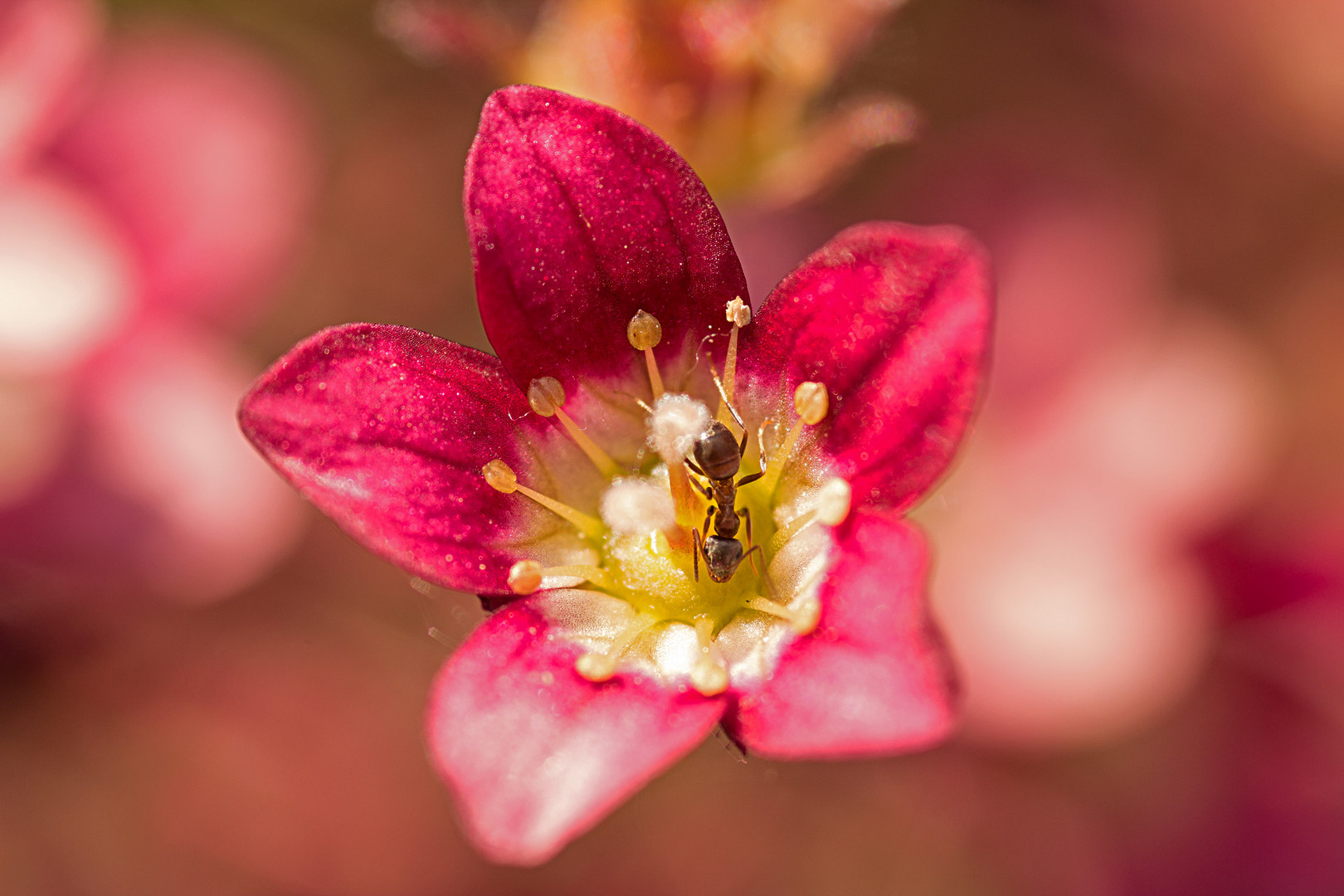 In unserem Garten