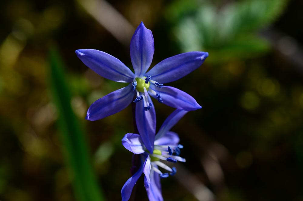 In unserem Garten