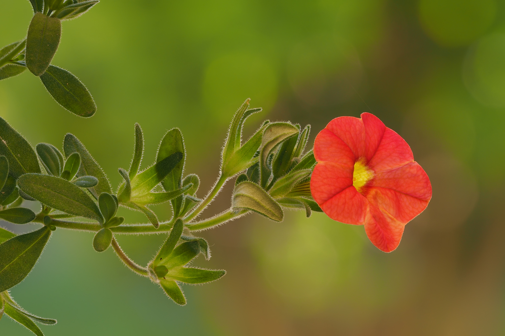 In unserem Garten