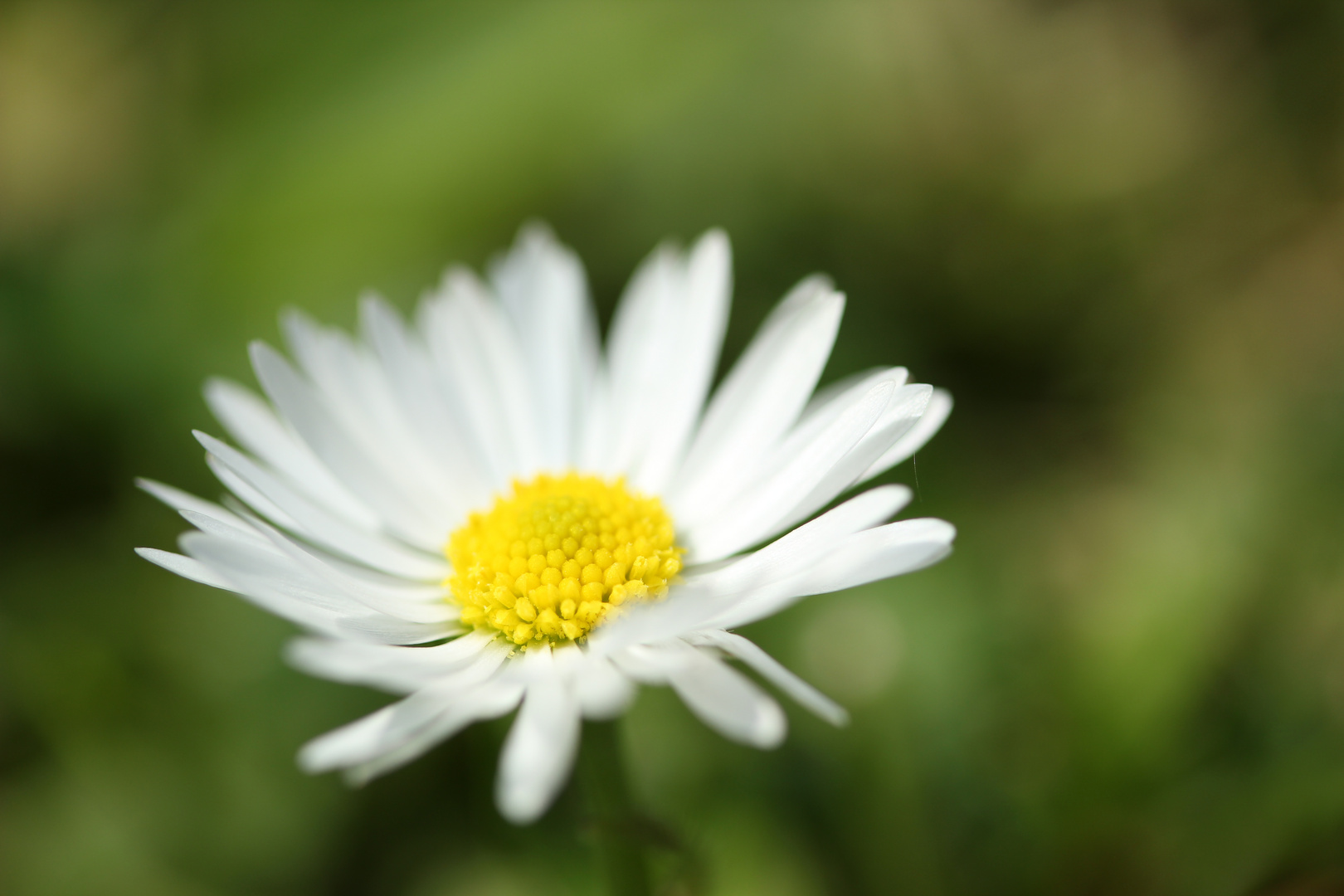 In unserem Garten