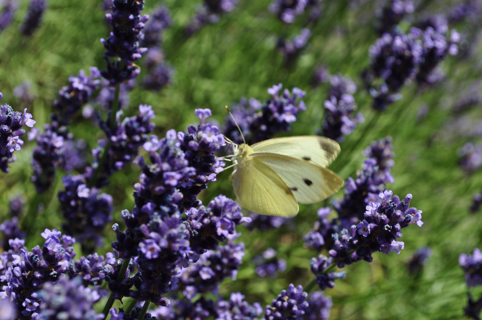 In unserem Garten