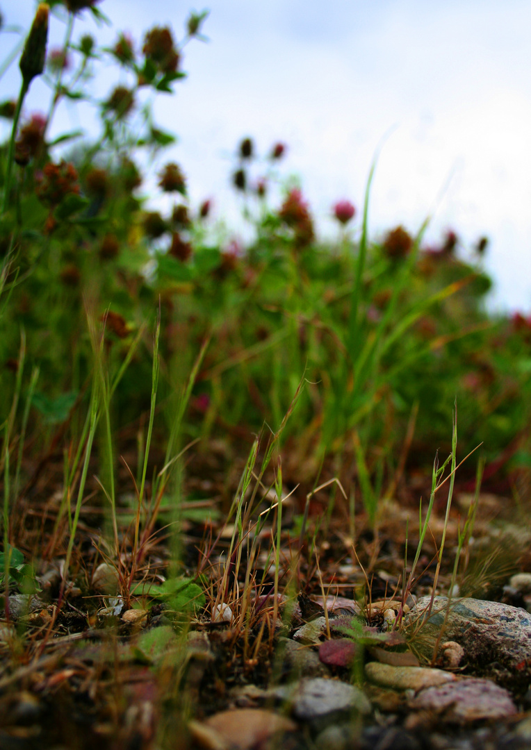 In unserem Garten