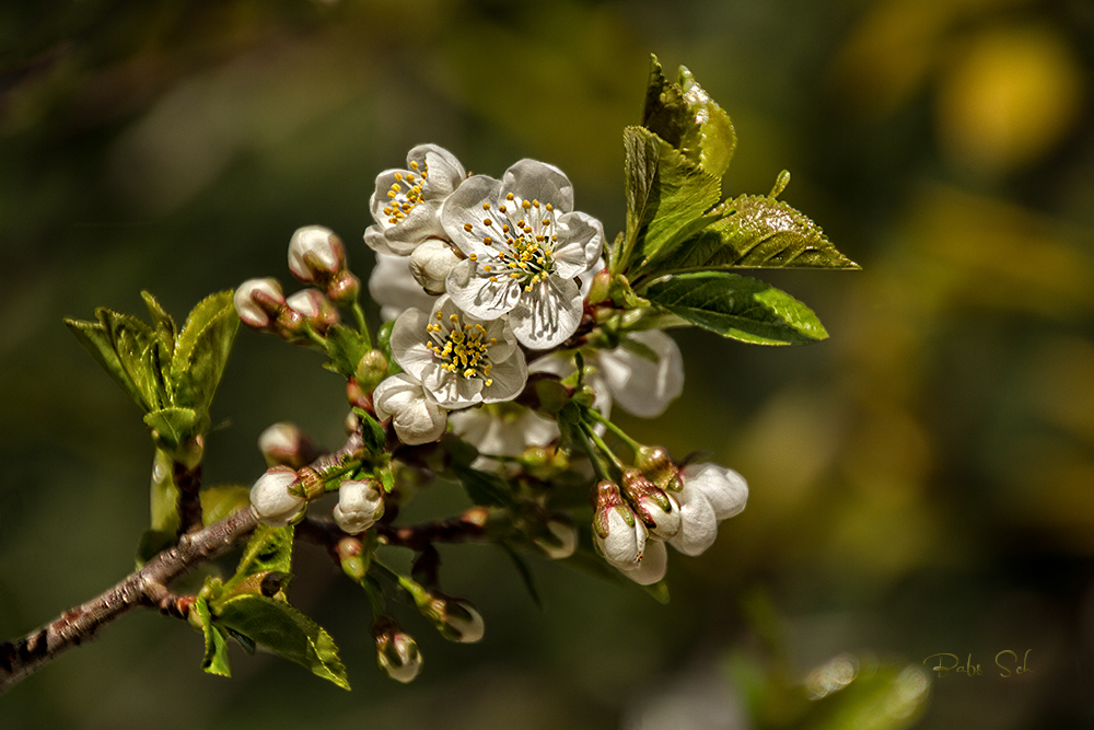 In unserem Garten